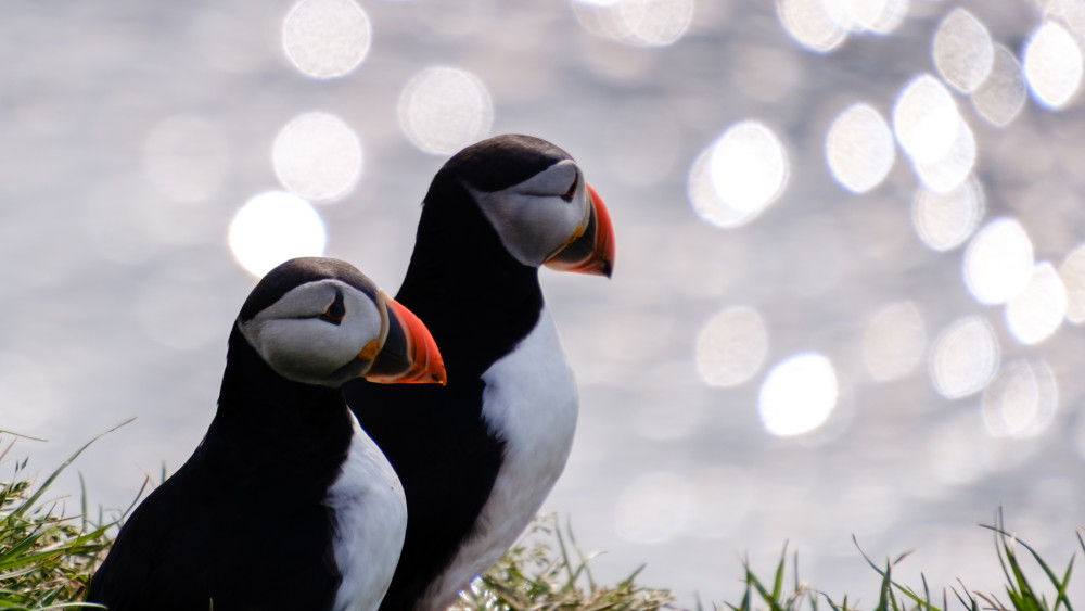 Seyðisfjörður: Puffins, Reindeer & Eastfjords Tour For Cruise Passengers