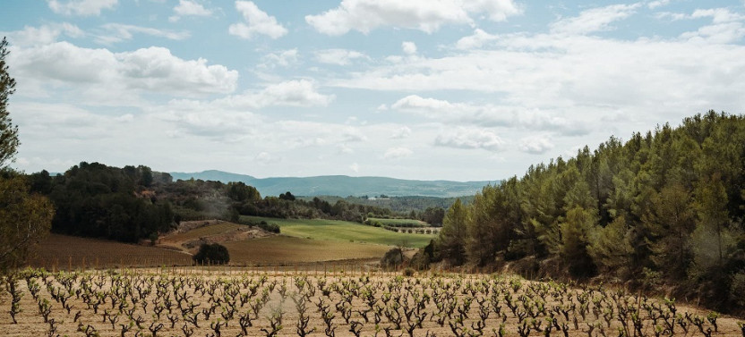 Montserrat & Cava Winery Tour: Day Trip From Barcelona With Lunch, photo 5 of 10
