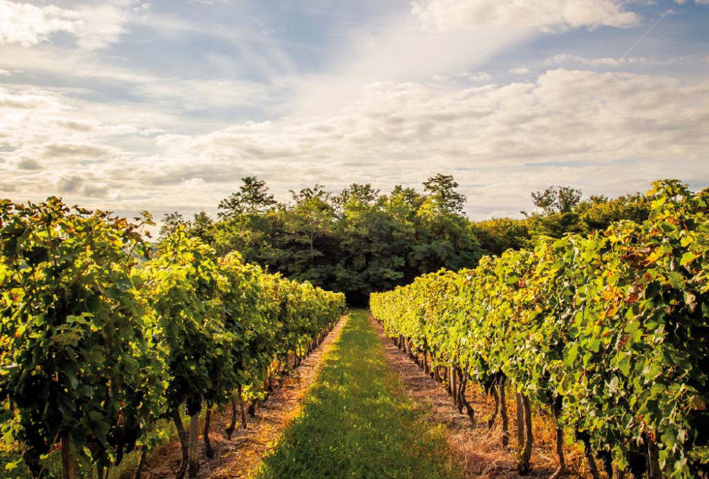 Bordeaux to Saint-Émilion & Margaux Small Group Wine Tour