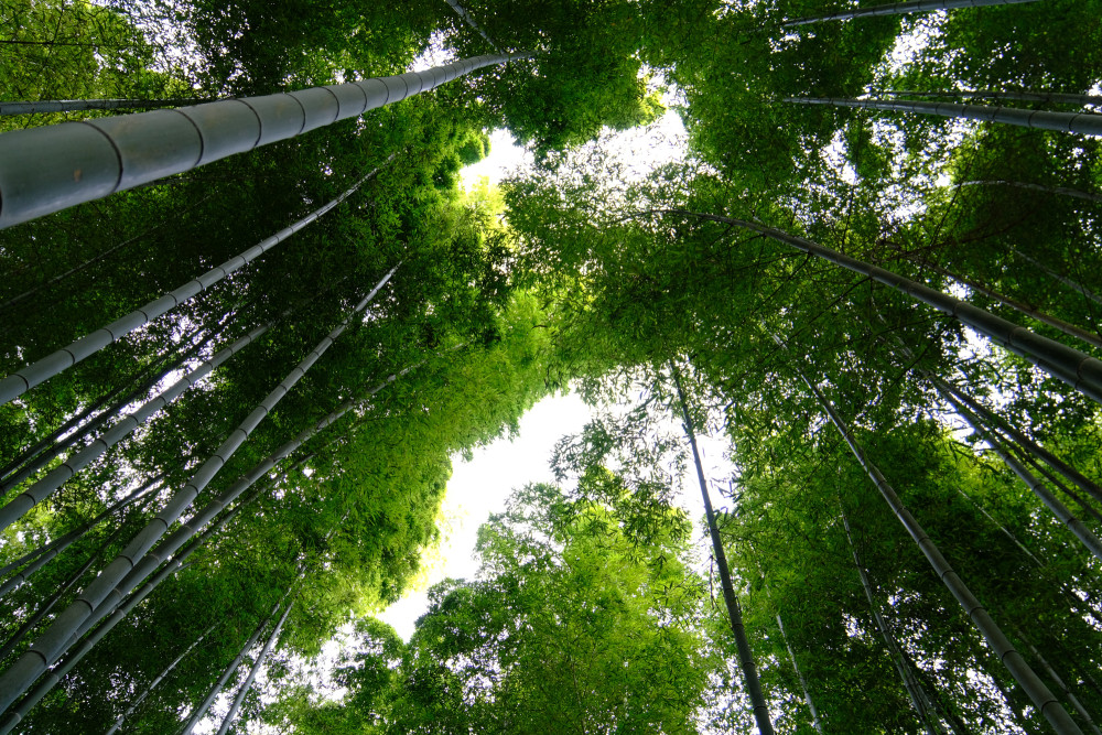 Kyoto Hidden Bamboo Forest Bike Tour with Local Lunch