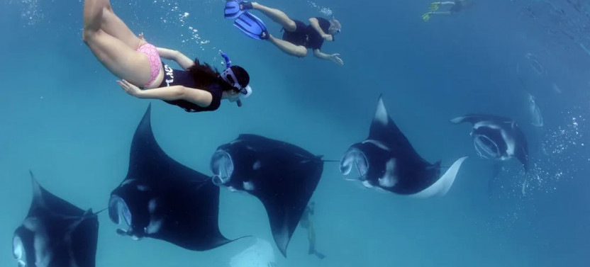 Semi-Private Nusa Penida Snorkeling with Manta Rays Adventure with Lunch