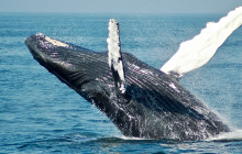 Aloha Ocean1