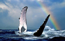 Aloha Ocean3