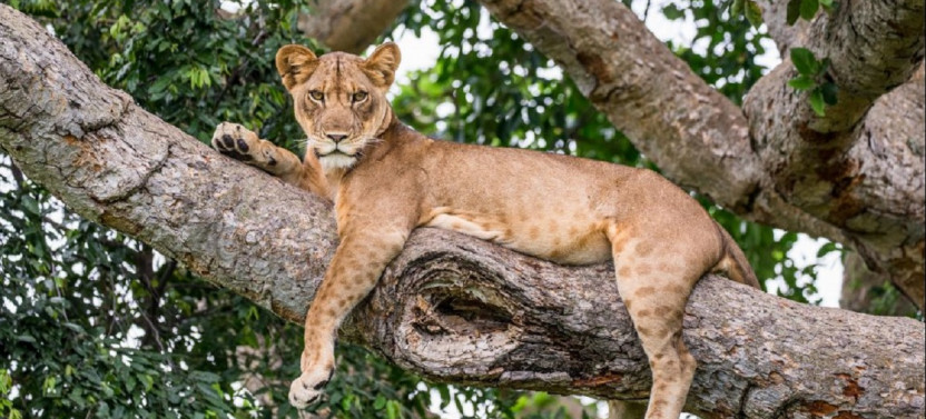 6 Day Kenya Safari Adventure