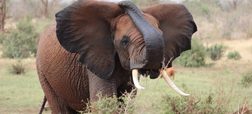 8 Days Samburu Lake Nakuru and Masai Mara Safari