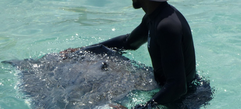 3-Stop: Starfish Point, Stingray City-Sandbar & Barrier Reef