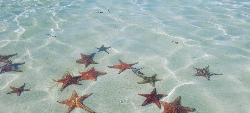 3-Stop: Starfish Point, Stingray City-Sandbar & Barrier Reef