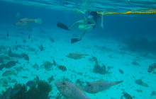 3-Stop: Starfish Point, Stingray City-Sandbar & Barrier Reef