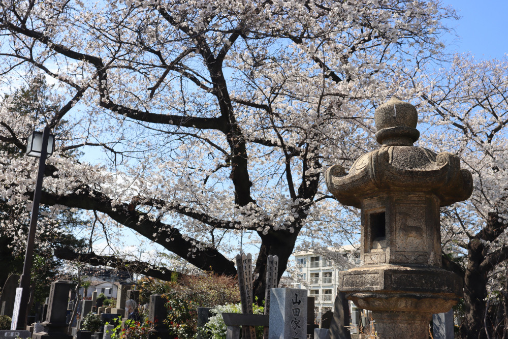 Small Group 2026 Tokyo Spring Daytime Cherry Blossom and Food Tour