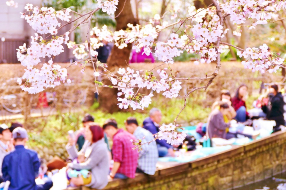 2026 Kyoto Spring Evening Cherry Blossom Food Tour A True Hanami Experience