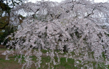 Arigato Travel KK11
