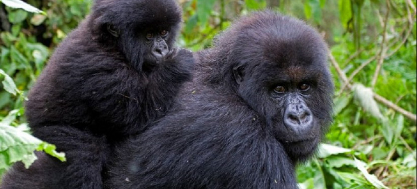 6 Day Rwanda Wildlife and Gorilla Safari