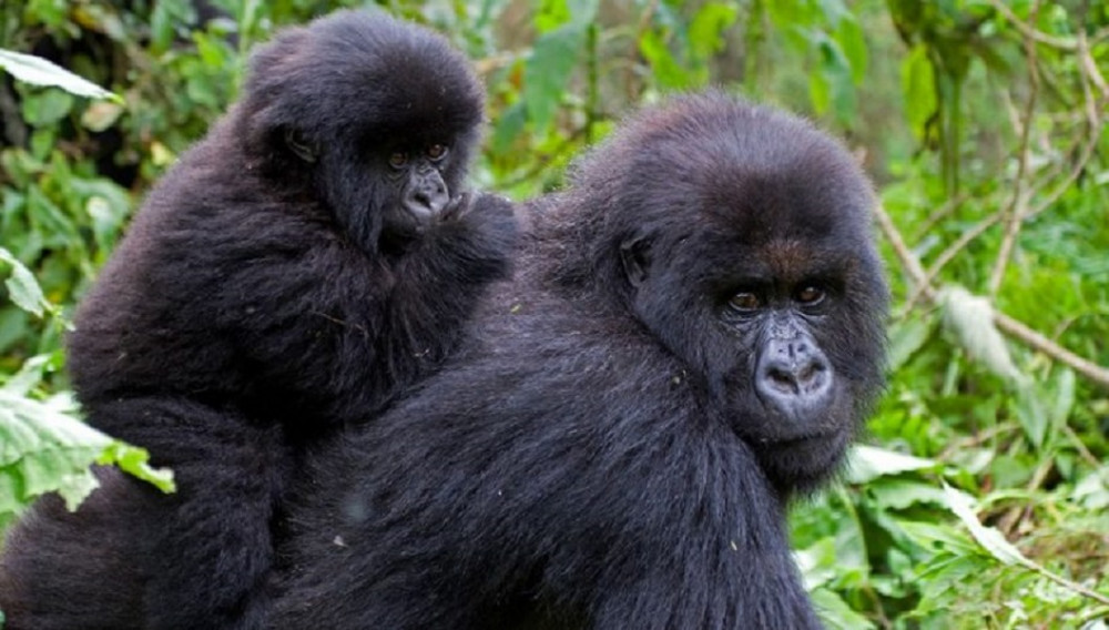 6 Day Rwanda Wildlife and Gorilla Safari