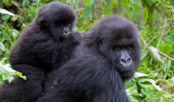A picture of 6 Day Rwanda Wildlife and Gorilla Safari