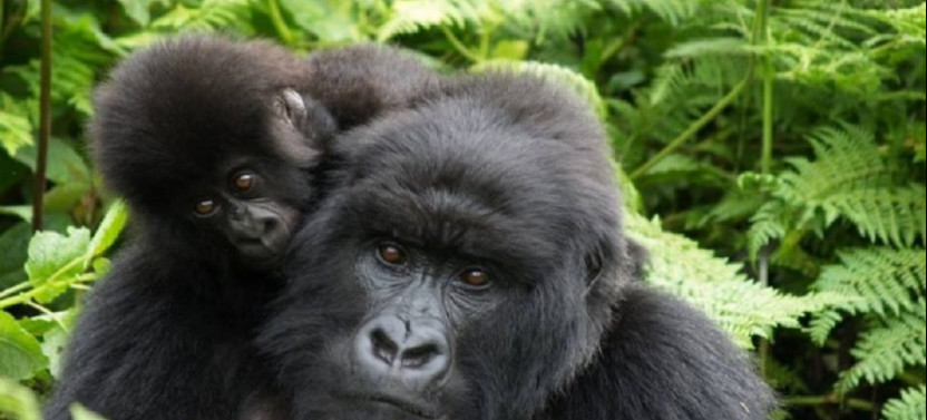 6 Day Rwanda Safari with Gorilla Trekking and Wildlife