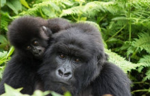 6 Day Rwanda Safari with Gorilla Trekking and Wildlife
