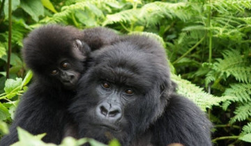 A picture of 6 Day Rwanda Safari with Gorilla Trekking and Wildlife