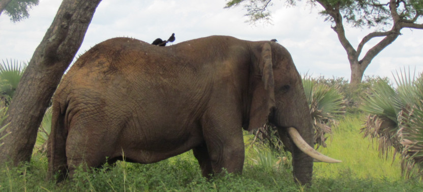 5 Day Rwanda Gorilla and Akagera Wildlife Safari