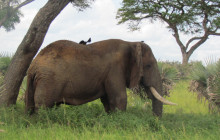 5 Day Rwanda Gorilla and Akagera Wildlife Safari