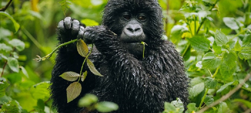 5 Day Gorillas and Wildlife Safari Rwanda