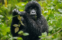 5 Day Gorillas and Wildlife Safari Rwanda