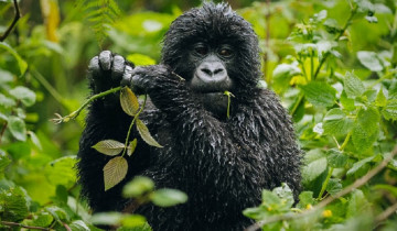 A picture of 5 Day Gorillas and Wildlife Safari Rwanda