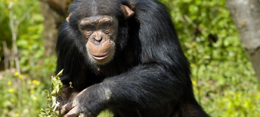 3 Day Chimpanzee Trekking Safari in Nyungwe Forest Rwanda