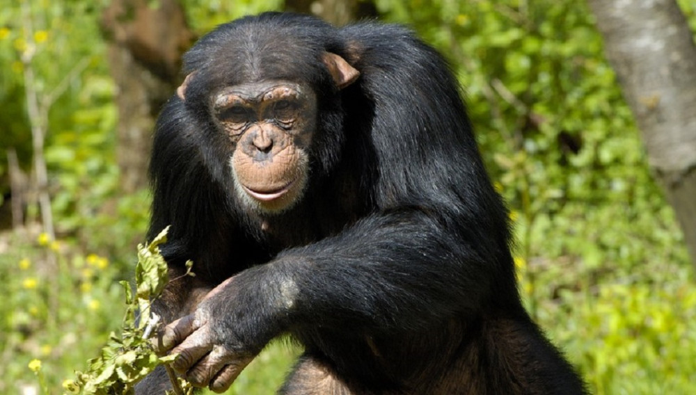 3 Day Chimpanzee Trekking Safari in Nyungwe Forest Rwanda