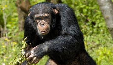 A picture of 3 Day Chimpanzee Trekking Safari in Nyungwe Forest Rwanda