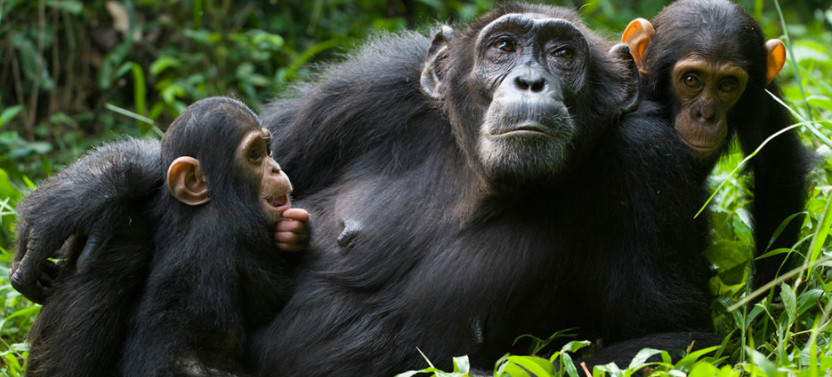 3 Day Gorilla Trekking Safari in Rwanda