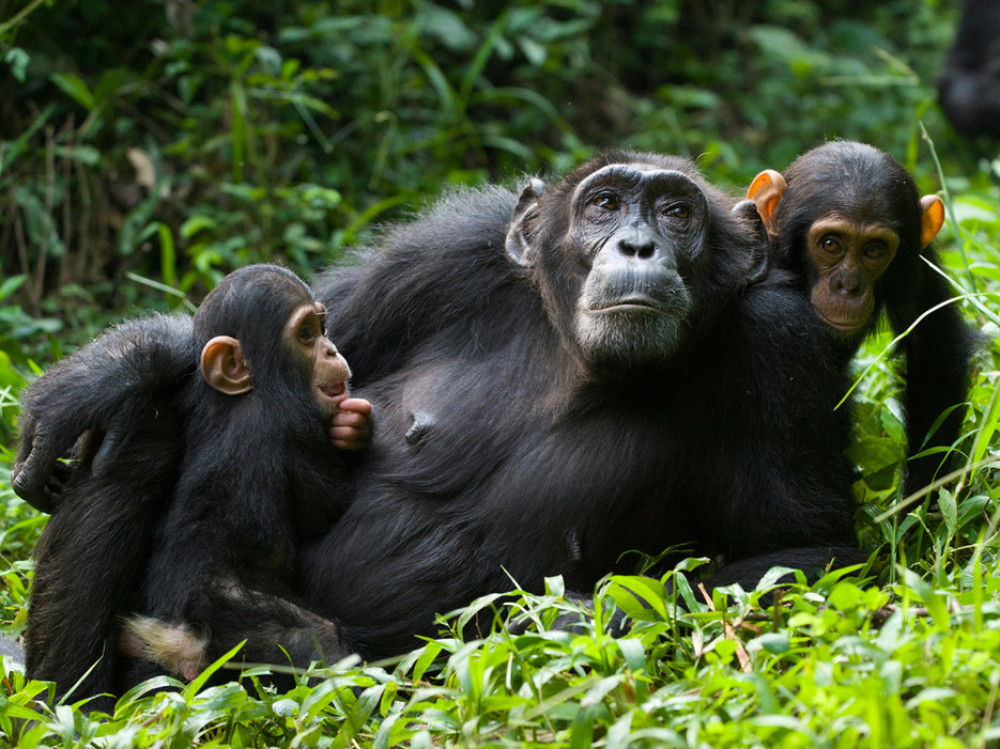 3 Day Gorilla Trekking Safari in Rwanda