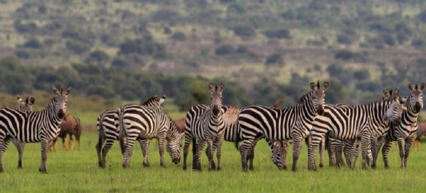 3 Day Akagera National Park Wildlife Safari