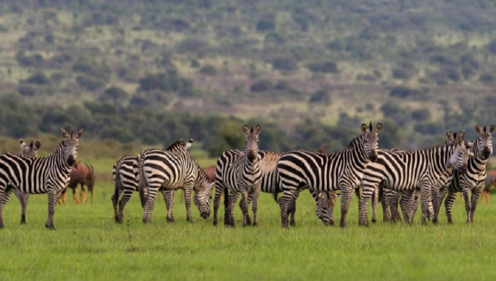 3 Day Akagera National Park Wildlife Safari