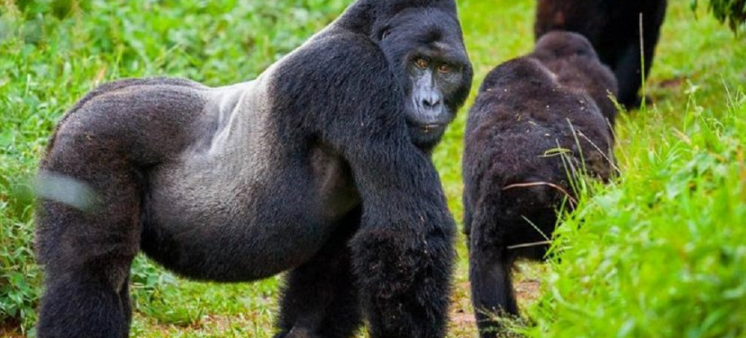 7 Day Cultural and Gorilla Experience In Rwanda