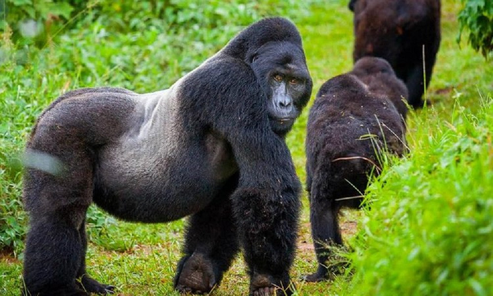 7 Day Cultural and Gorilla Experience In Rwanda