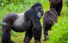 7 Day Cultural and Gorilla Experience In Rwanda