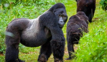 A picture of 7 Day Cultural and Gorilla Experience In Rwanda