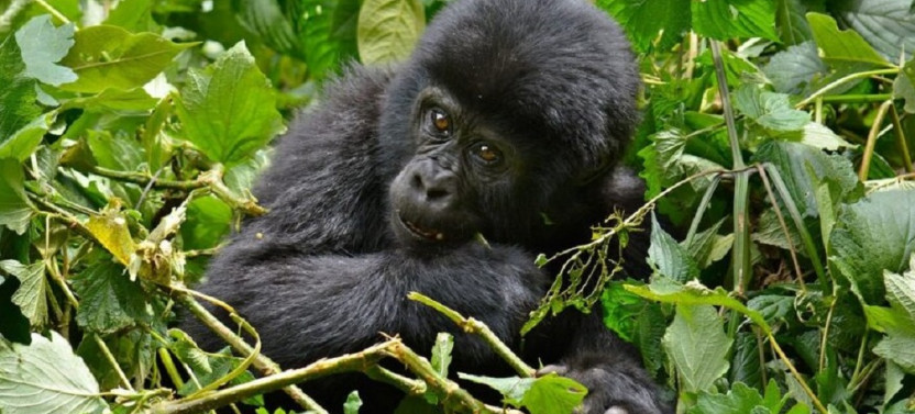 10 Day Birding and Primate Safari in Rwanda
