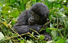 10 Day Birding and Primate Safari in Rwanda