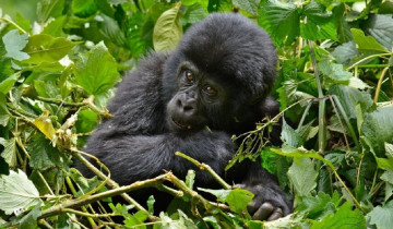 A picture of 10 Day Birding and Primate Safari in Rwanda