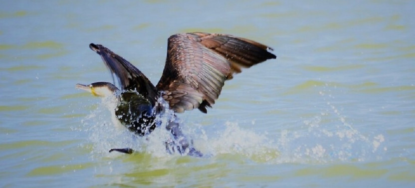 17 Day Rwanda and Uganda Birding Safari