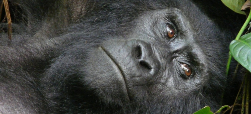 7 Day Wildlife Gorillas and Chimpanzees Safari In Rwanda and Uganda