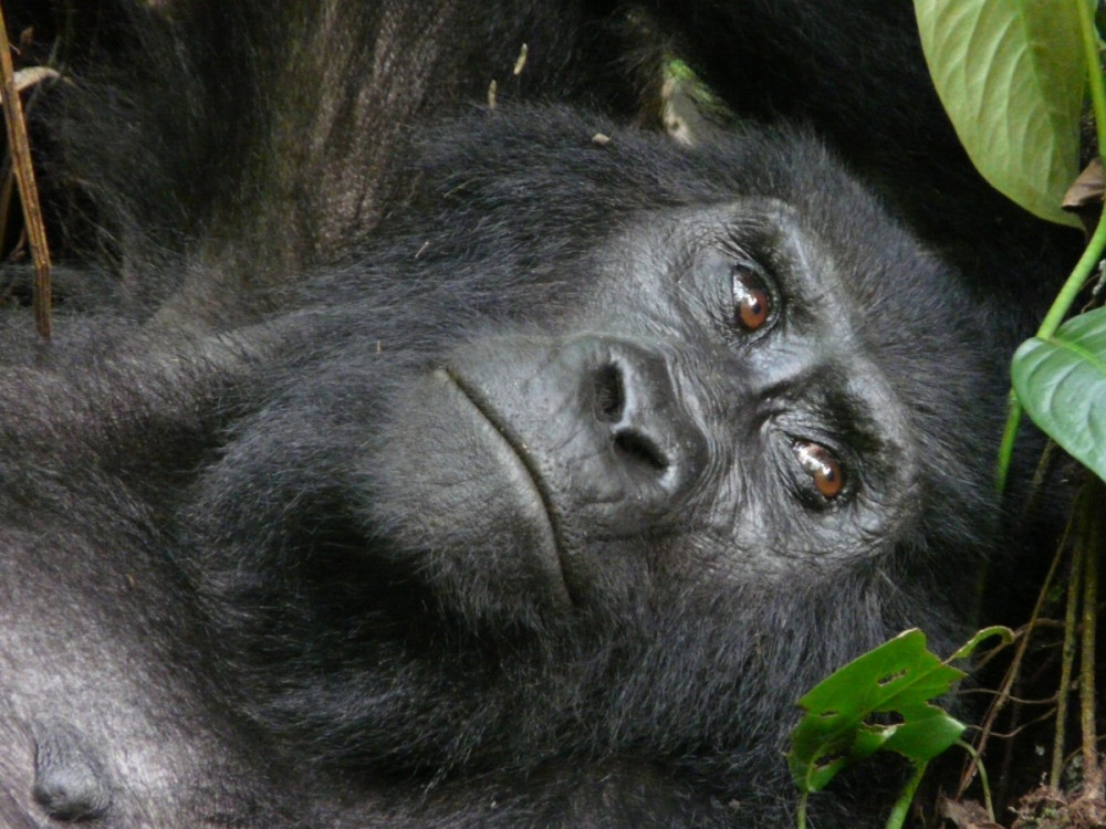 7 Day Wildlife Gorillas and Chimpanzees Safari In Rwanda and Uganda