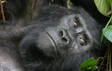 7 Day Wildlife Gorillas and Chimpanzees Safari In Rwanda and Uganda