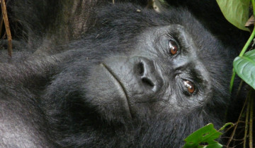 A picture of 7 Day Wildlife Gorillas and Chimpanzees Safari In Rwanda and Uganda