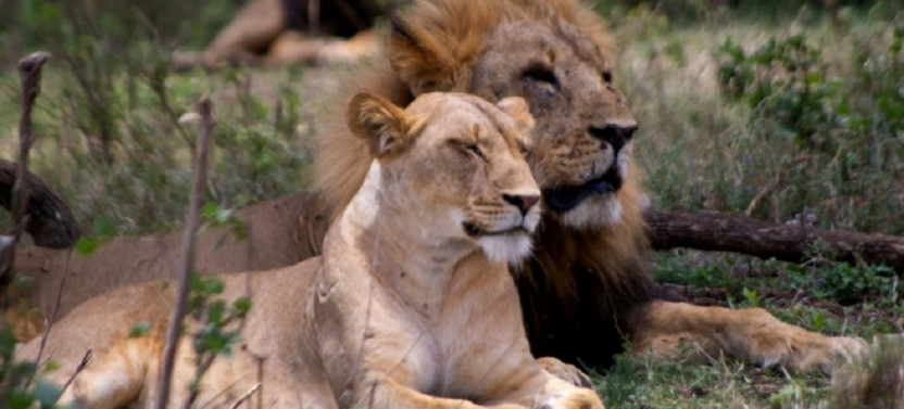 10 Day Rwanda and Kenya Safari - Gorillas and Wildlife in Masai Mara