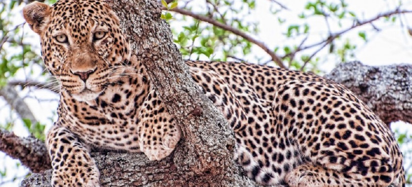 10 Day Uganda and Tanzania Safari - Gorillas, Chimpanzees and Wildlife