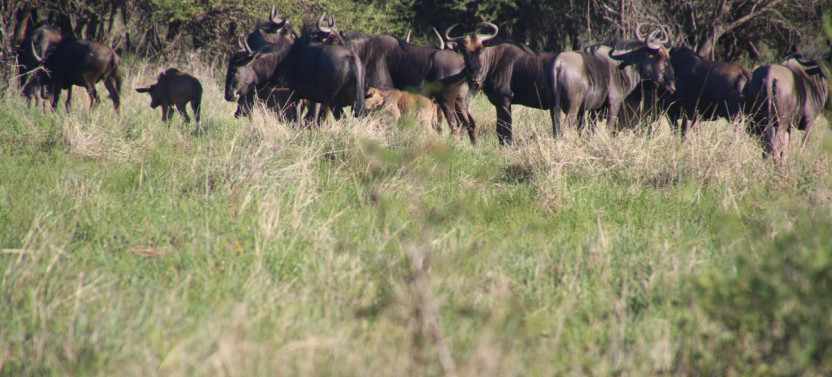 6 Day Ndutu Migration Safari Calving Season