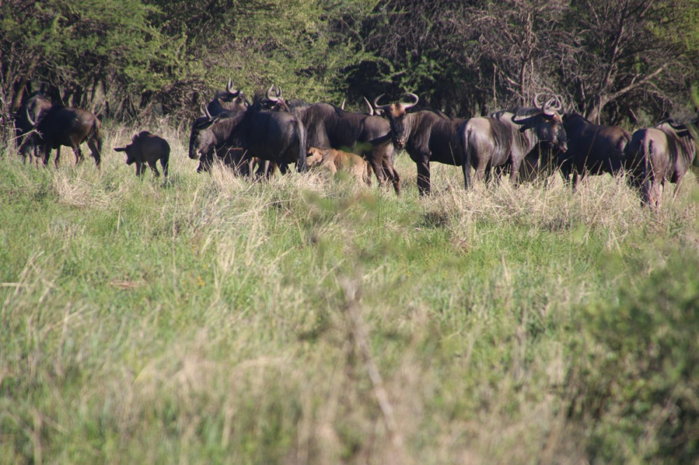 6 Day Ndutu Migration Safari Calving Season