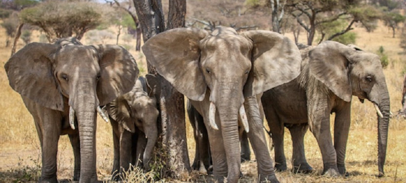 12 Days Mount Kilimanjaro Climb And Tanzania Safari Tour